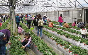 台北也可採草莓！到內湖體驗採果 So Happy