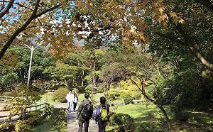 銀杏黃了、楓林紅了！不一樣的陽明山冬季美色超讚der