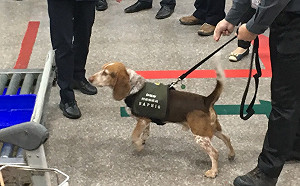 防堵豬瘟一起來！農委會呼籲美食報導加入警語