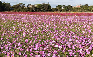 美拍焢窯花轟秒殺！向隅網民求：帶料參加只求一起焢