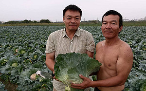 行動力挺菜農！高思博下高麗菜園助割