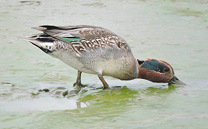 鳥迷別錯過！綠頭鴨、尖尾鴨可愛身影現身華江雁鴨季