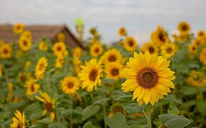 花海裡體驗浪漫初冬 桃園花彩節繽紛盛開