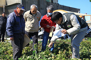 對抗惡劣天氣　農委會籲農民再生稻改種甘藷