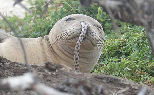 海豹遭鰻魚卡鼻  研究人員爆可能原因