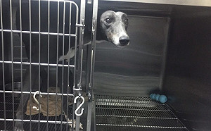 好可惡！動物醫院養血犬牟暴利　北市動保處重罰26萬