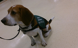 管仁健觀點》狗官踹狗是因為怕狗！你信嗎？