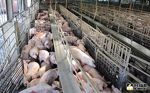 寧夏淪陷 非洲豬瘟疫情擴散中國25省市區