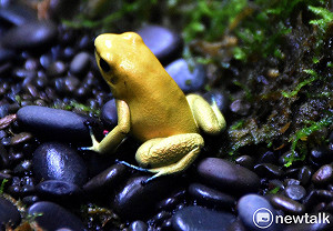 台海危機防中國出兵 美智庫提議「毒蛙」策略  日本成關鍵