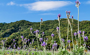 花彩節最後展期！充滿原民風格薰衣草花海不能錯過