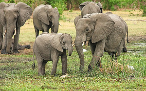 大便也能變黃金！大象糞便造紙超環保堪稱為「國寶」
