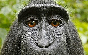 2018即將結束  美國趣事大盤點