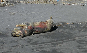 宜蘭死豬排除感染非洲豬瘟！防檢局：豬隻來源調查中