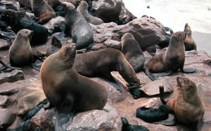 紐西蘭海狗遭斷頭殘殺  殘暴行徑令人髮指