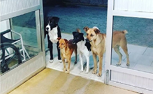 血犬合法？獸醫院超抽導致貧血　虐待動物只開罰1萬5