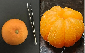 強迫症覺得很療癒  日網友把橘子白絲全拔光