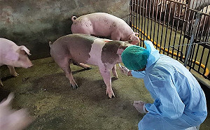 共同防堵豬瘟！全國22縣市將於春節前辦理防疫演習