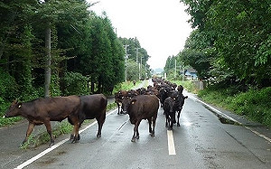 為救牛酒駕也不顧！男駕照遭吊銷　抗告被法院駁回