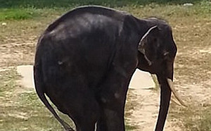 (影)大象悲歌！骨瘦如柴被迫泰動物園內表演特技