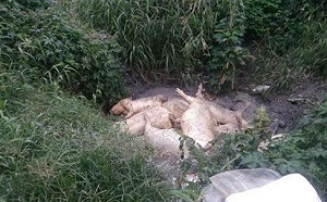 虛驚一場！花蓮死豬檢驗出爐並未感染非洲豬瘟