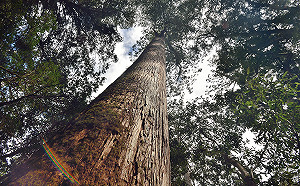 (影) 中央山脈大驚豔！深山特遣隊「森之巡」發現上百株原始珍貴紅檜巨木群