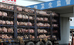 天津豬飼料驗出含非洲豬瘟病毒　產品竟有出口至台灣！