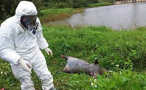 驚！死豬漂池邊 桃園市動保處採樣送驗