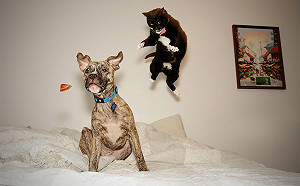 喵星人贏了！日本人最愛　數量連續2年打敗寵物狗