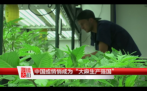 外媒：泰國醫用大麻合法化  中國悄悄成為「大麻大國」