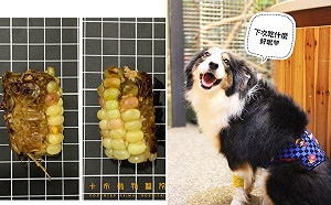 狗狗貪吃誤食無法消化　開刀竟取出「完整玉米梗」
