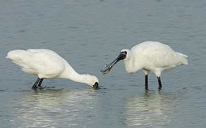 全球黑面琵鷺數量破紀錄！台灣隻數仍下降原因是這個... 