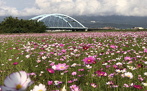 冬季也能賞花趣！宜蘭市7公頃花海秘境超好拍