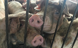 防疫從教育做起！國中小聯絡簿貼防疫文宣