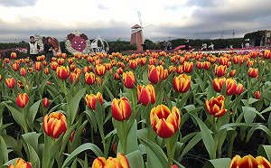 彷彿置身在異國！台中賞花勝地「鬱金香花海」超美