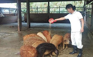 「綿羊豬」現身新北三芝 動保處籲慎養寵物豬