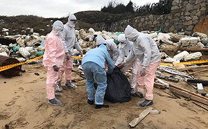 金門死豬檢驗後天出爐！農委會：如呈陽性恐爆發國內疫情