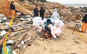 東港華僑市場旁碼頭驚見疑似死豬　原來是「狗」虛驚一場