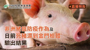 直播現場》非洲豬瘟入侵金門？農委會緊急召開記者會說分明