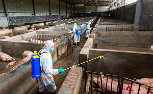 中國無視非洲豬瘟　宣稱取得「階段性成效」民眾可安心食用