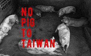 重罰百萬抗豬瘟！ 金門議員提醒這些「伴手」勿攜勿寄……