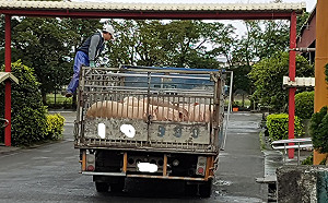 防非洲豬瘟禁廚餘養豬？環保署：要先盤點處理量