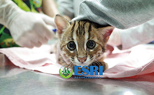 開發案圍攻  石虎何去何從？