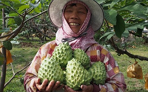 釋迦銷陸價跌 台東縣府：大陸天候影響