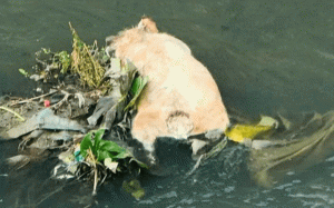 屏東萬丹排水溝驚見豬屍　採樣結果明天出爐