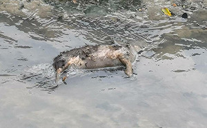 新北泰山貴子坑溪驚見豬屍！動保處檢疫人員前往確認