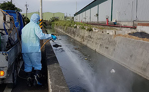 非洲豬瘟陰影 屏東死豬送檢驗縣府緊急大消毒