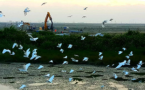 廢核愛台灣？他曝「政客嘴上愛台」　一張圖揭種電毀濕地