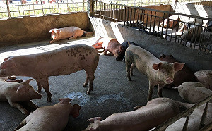 對抗非洲豬瘟！高雄嚴格執行廚餘飼養不合格者需改飼料或退場