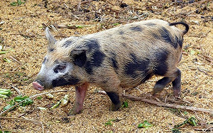 你不「豬」道的事！台北動物1/19豬年生肖特展