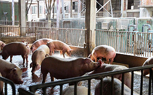 死豬別亂丟！農委會：抓到重罰百萬、公開飼主資訊